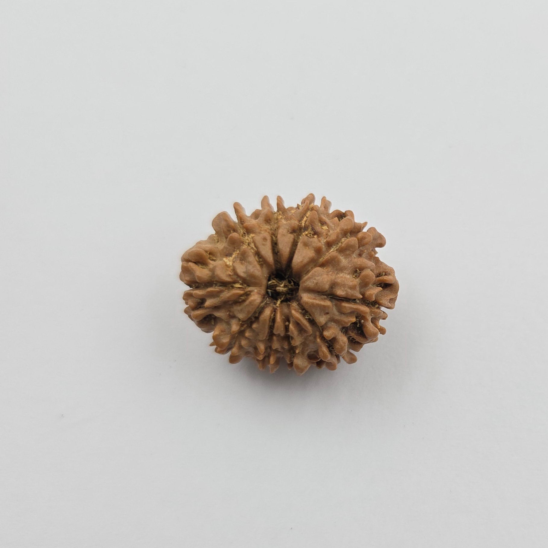 10-Mukhi
