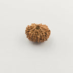 10-Mukhi