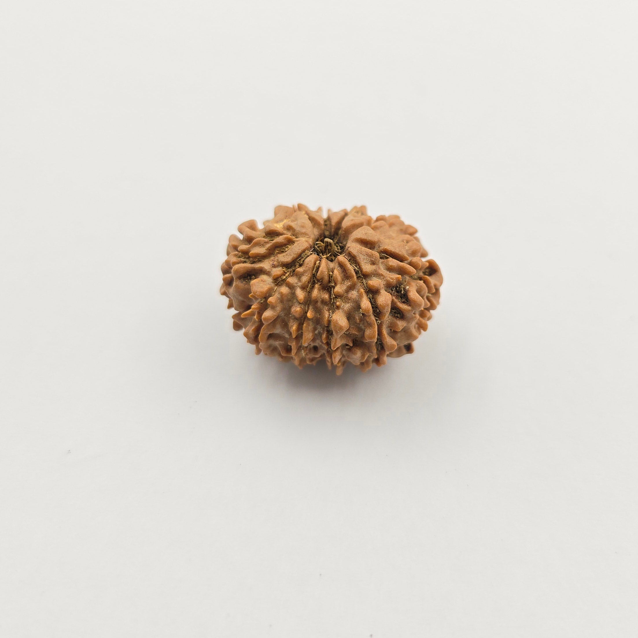 10-Mukhi