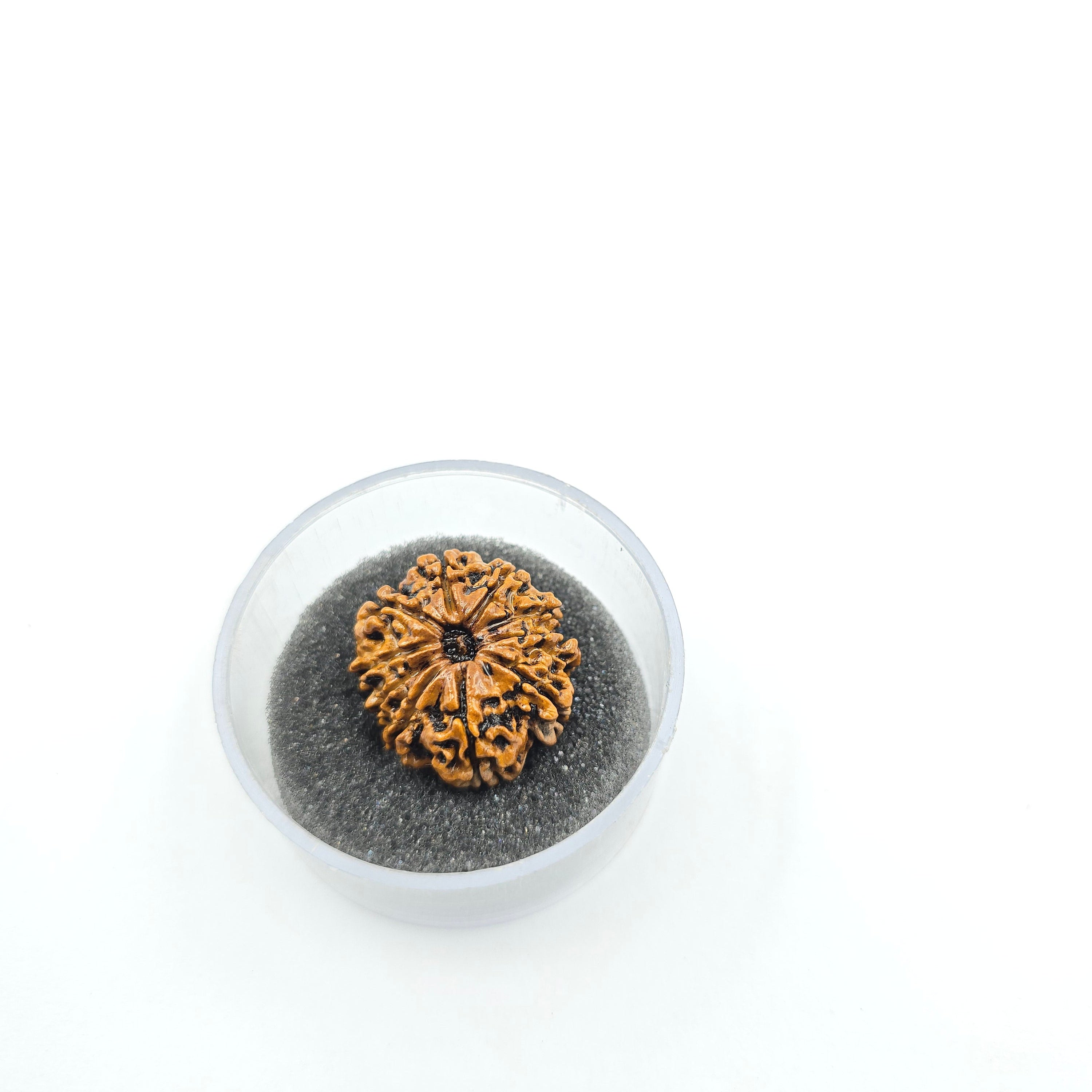 10-Mukhi