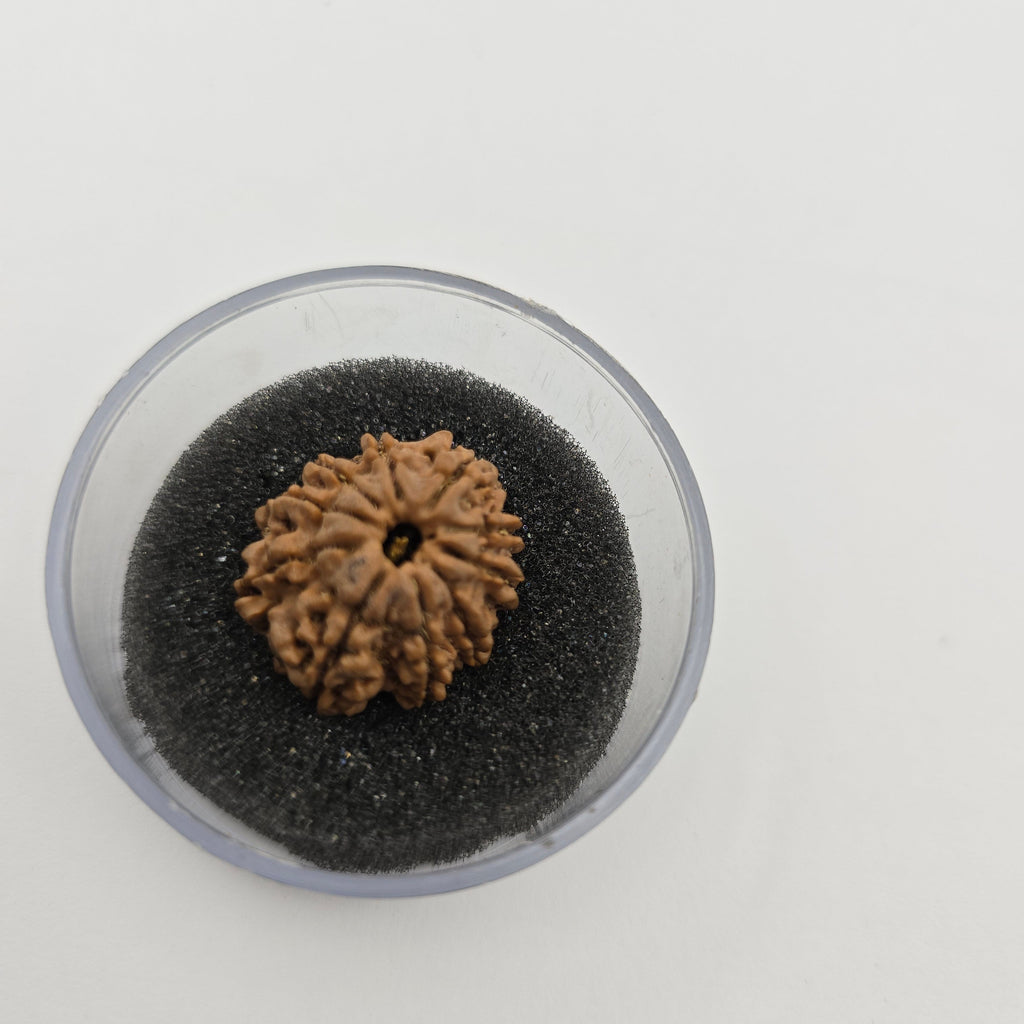 10-Mukhi