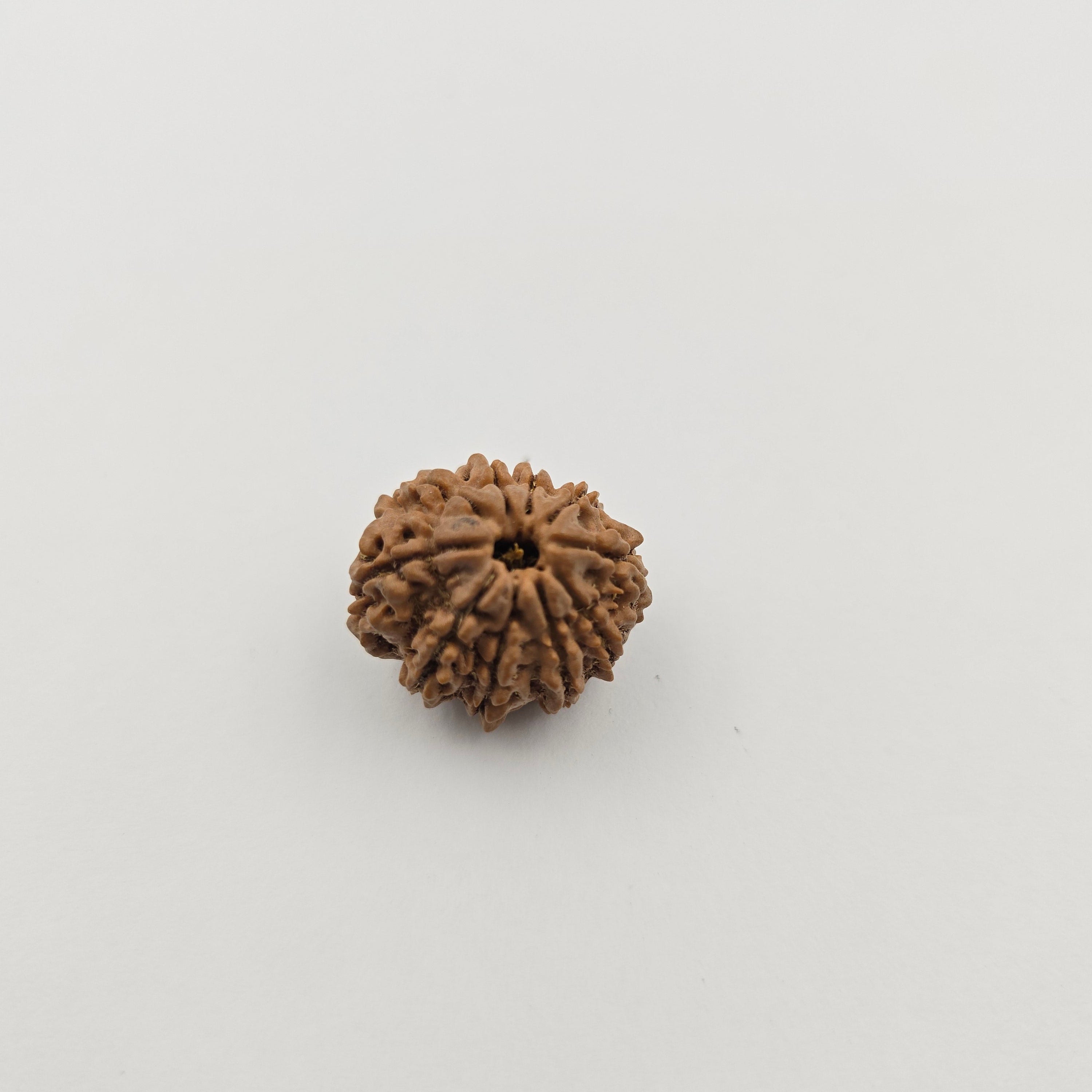 10-Mukhi