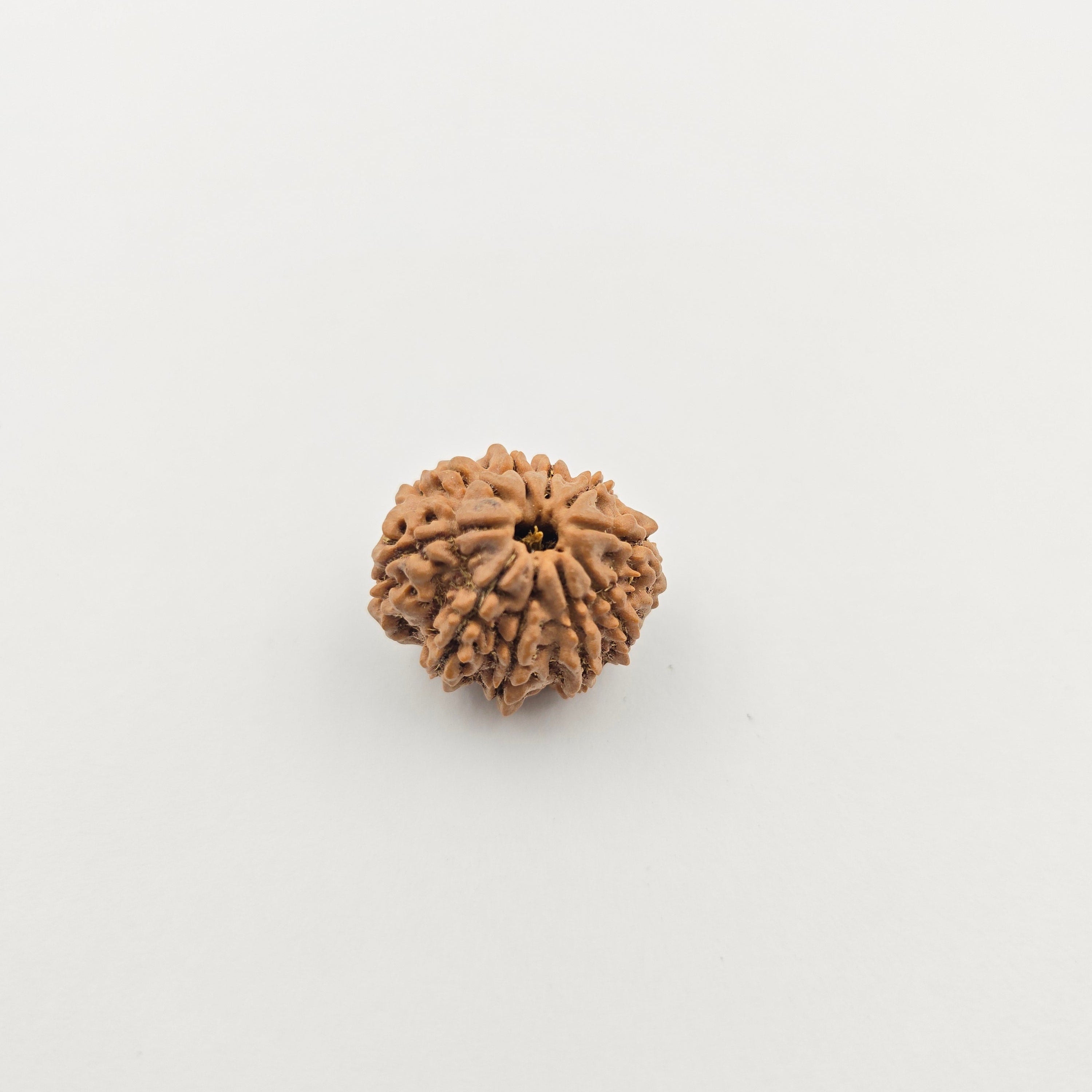 10-Mukhi