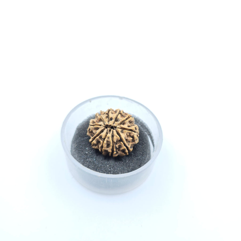 10-Mukhi