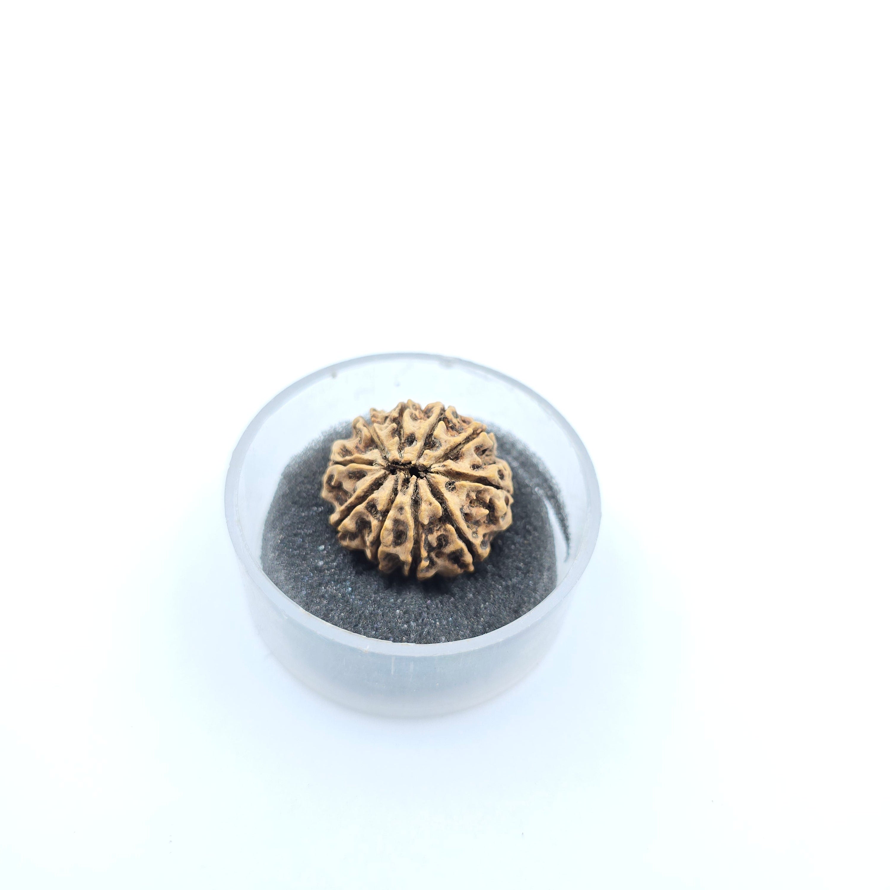 10-Mukhi