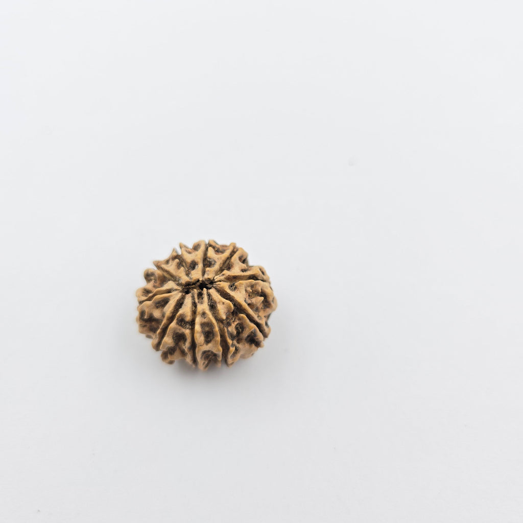 10-Mukhi