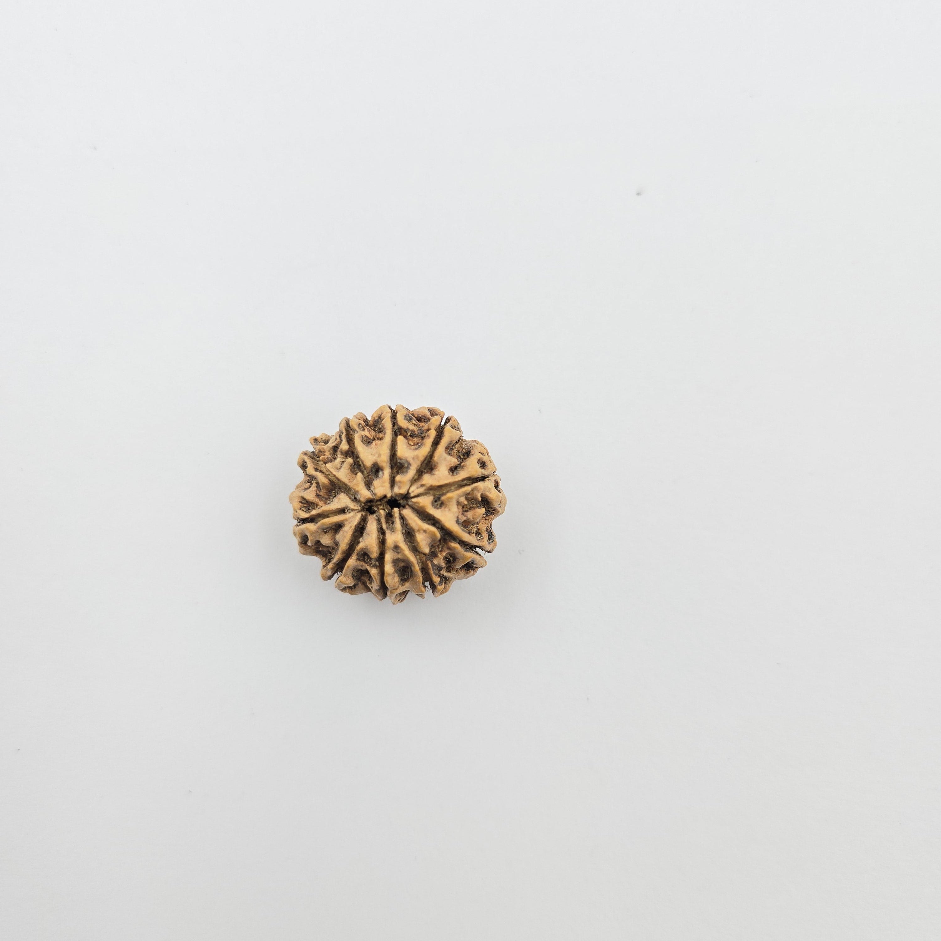 10-Mukhi