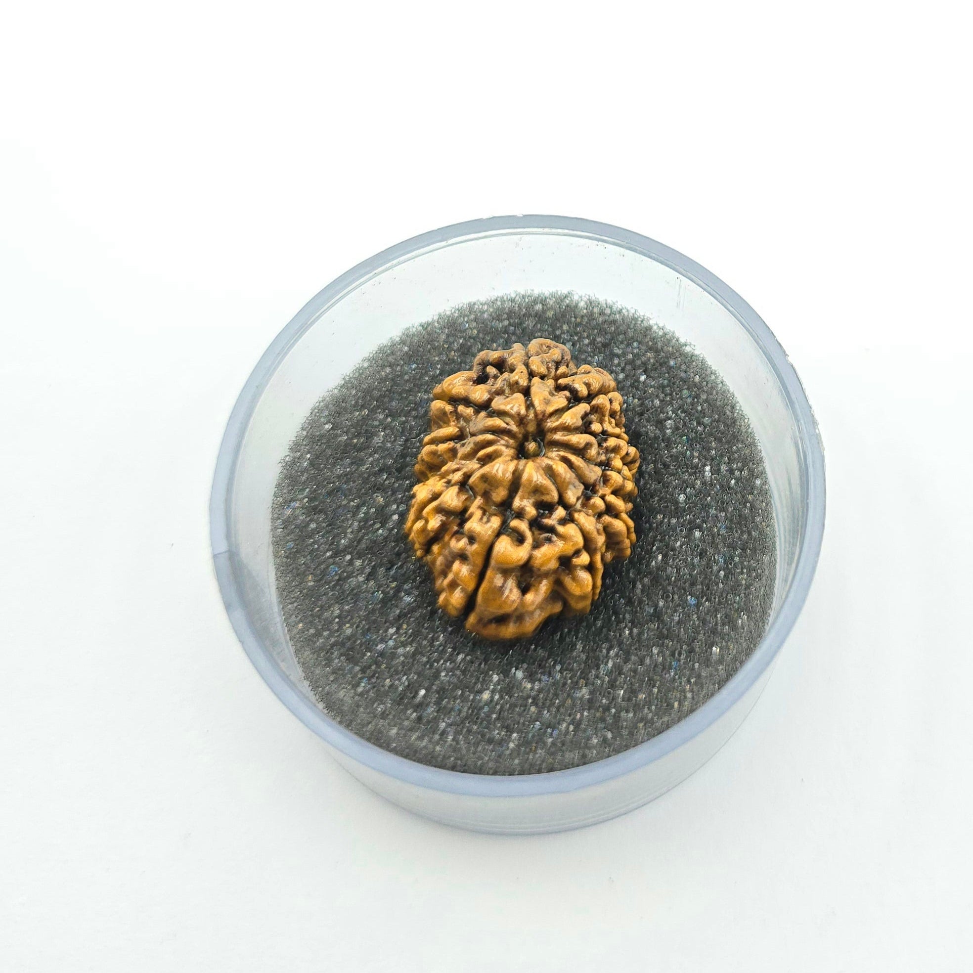10-Mukhi