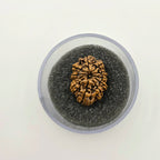 10-Mukhi