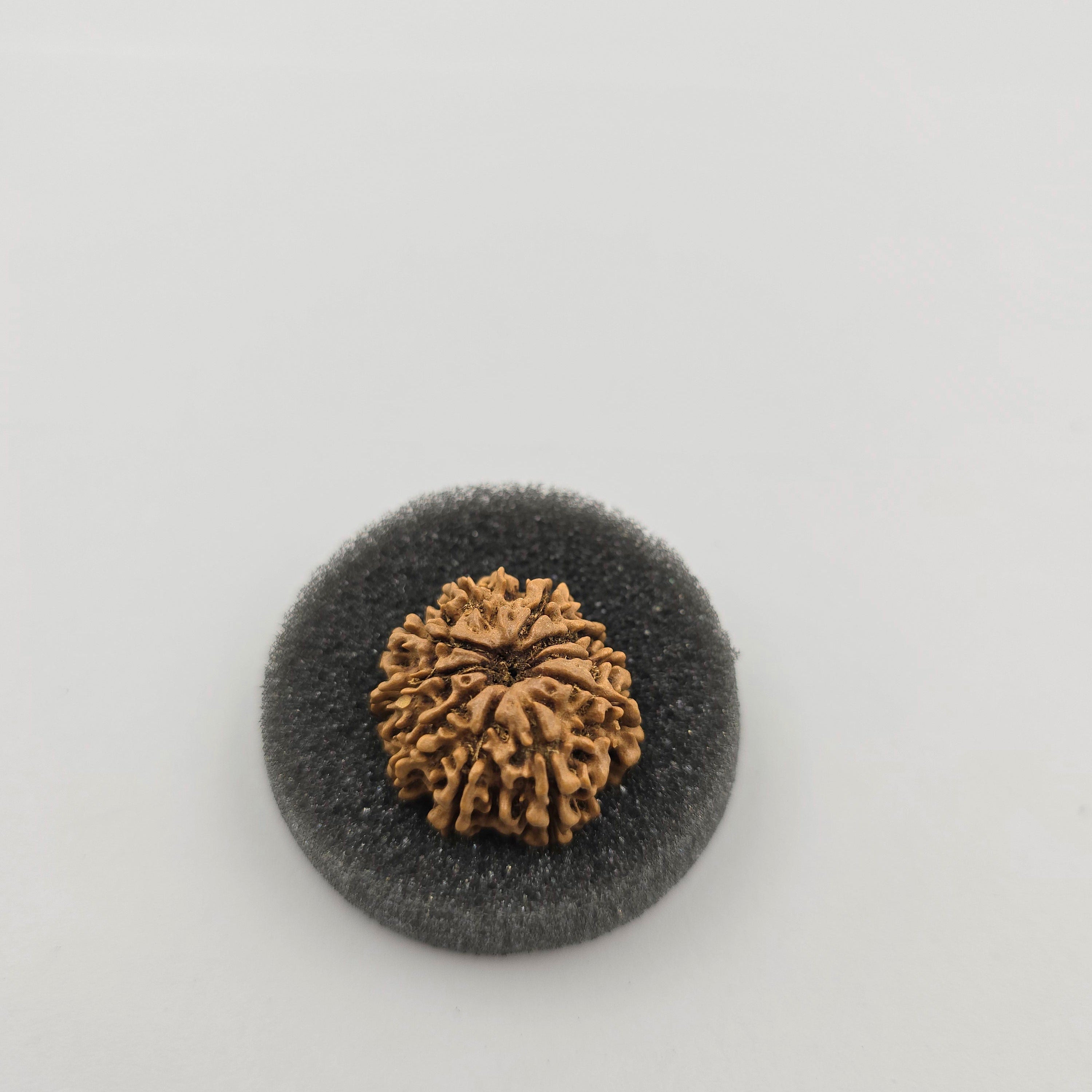 10-Mukhi