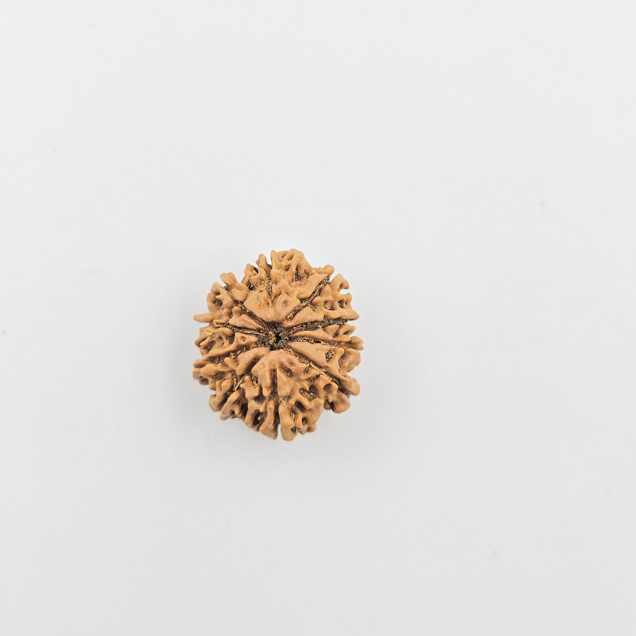 10-Mukhi