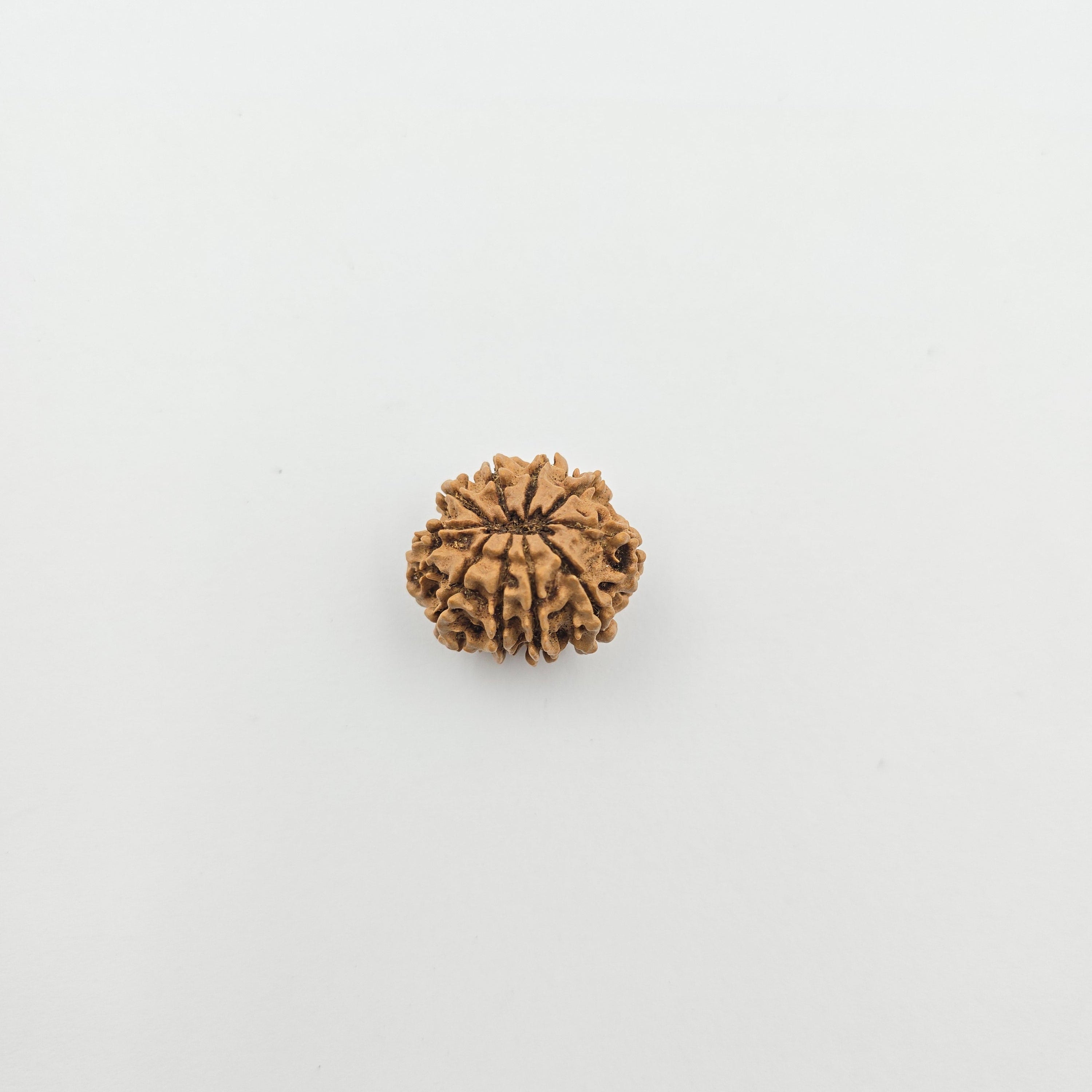 10-Mukhi