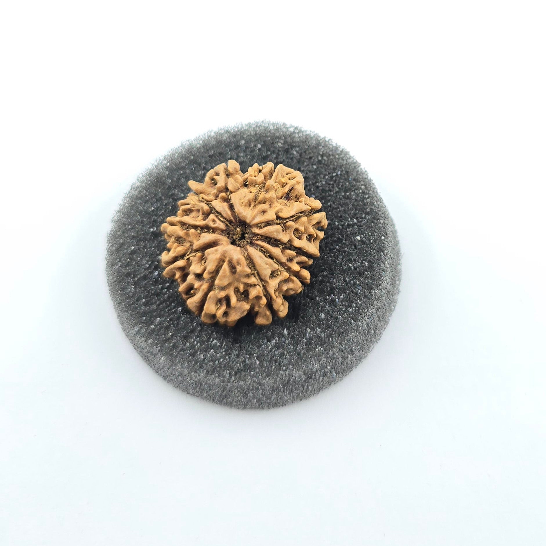 10-Mukhi