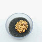 10-Mukhi