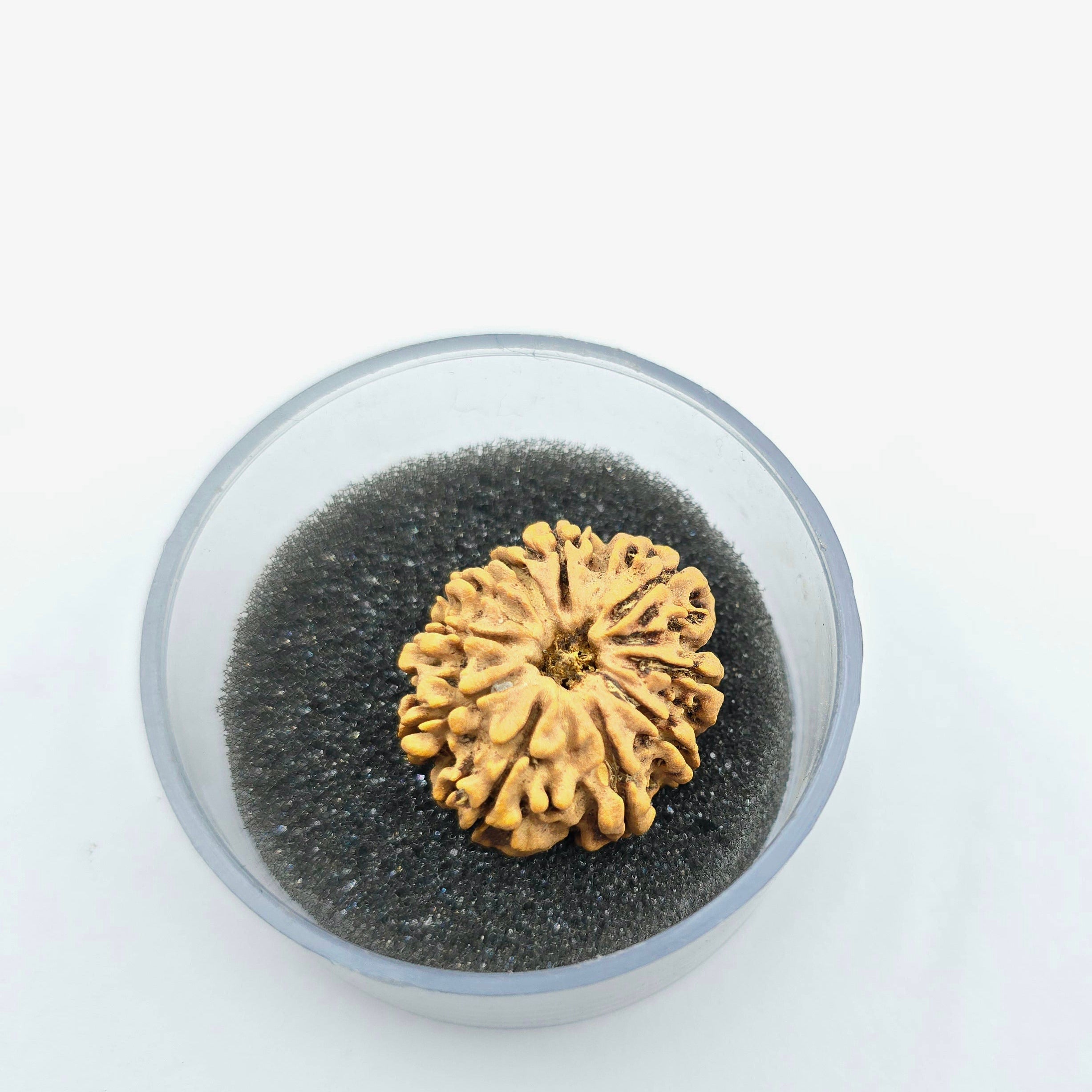 10-Mukhi