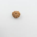 10-Mukhi