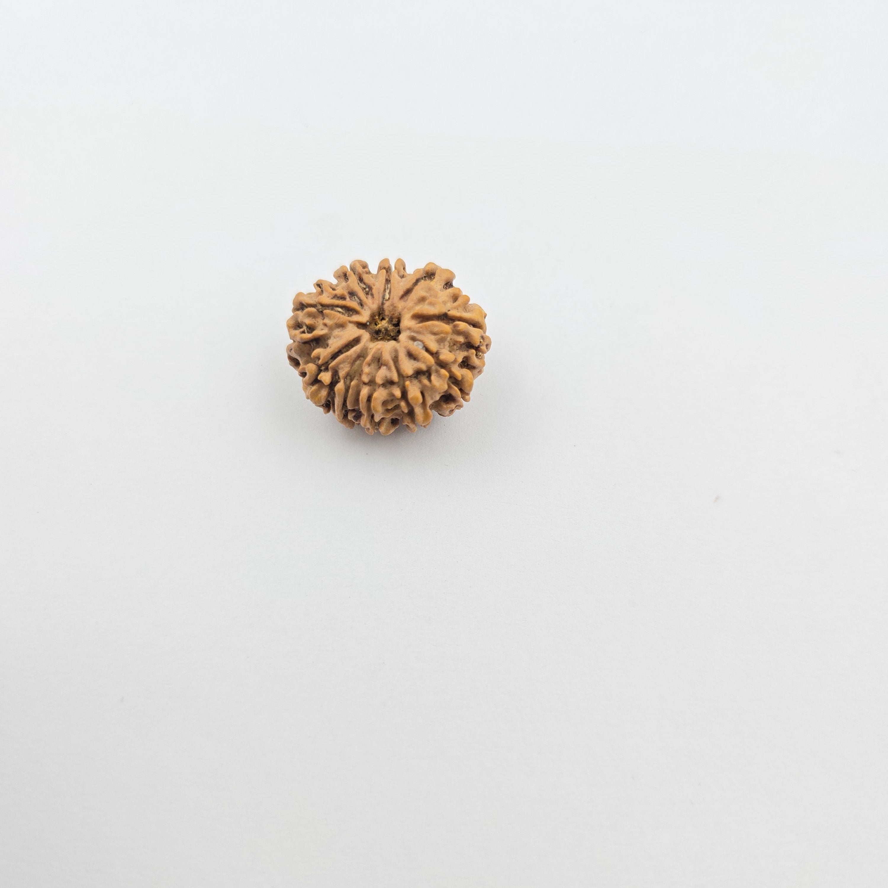 10-Mukhi