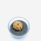 10-Mukhi