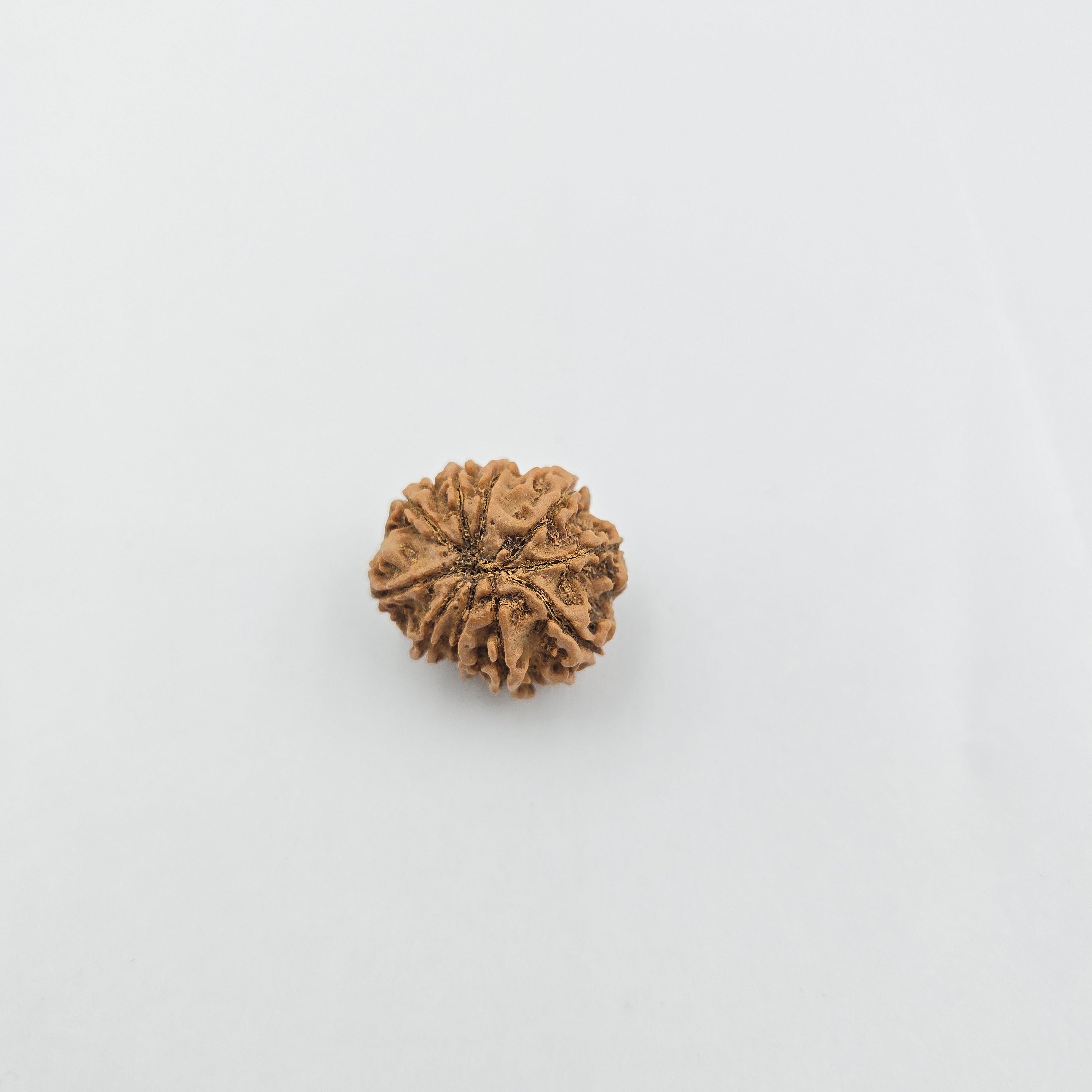 10-Mukhi