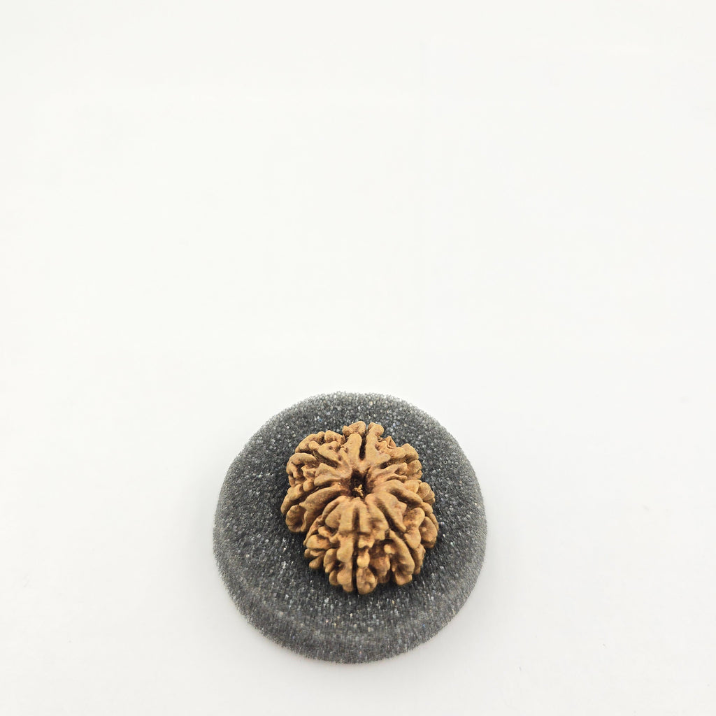 10-Mukhi