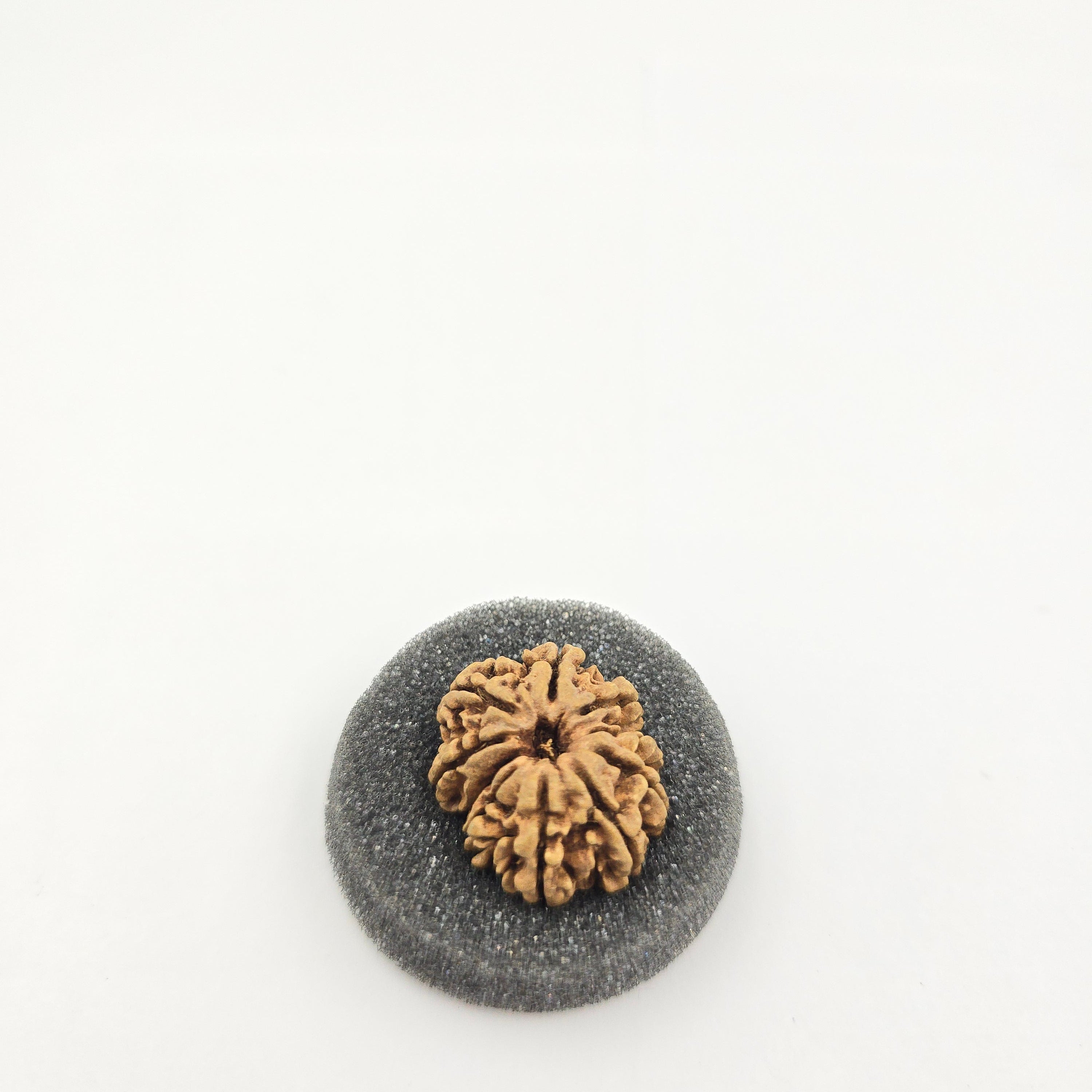 10-Mukhi