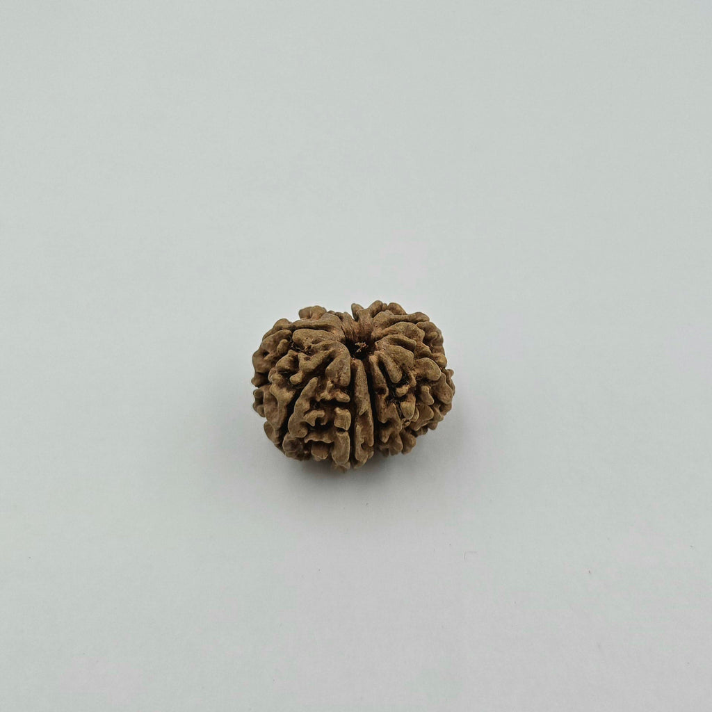 10-Mukhi