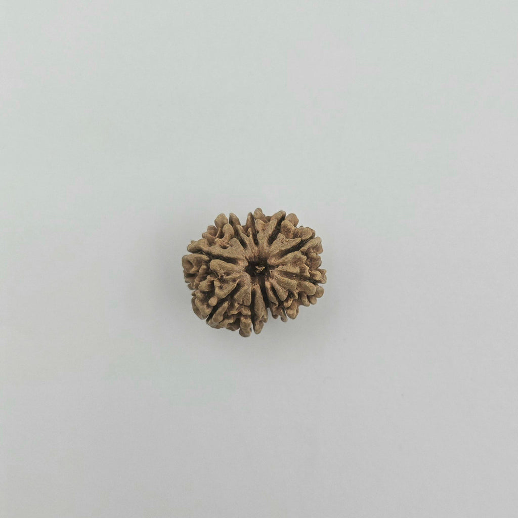 10-Mukhi
