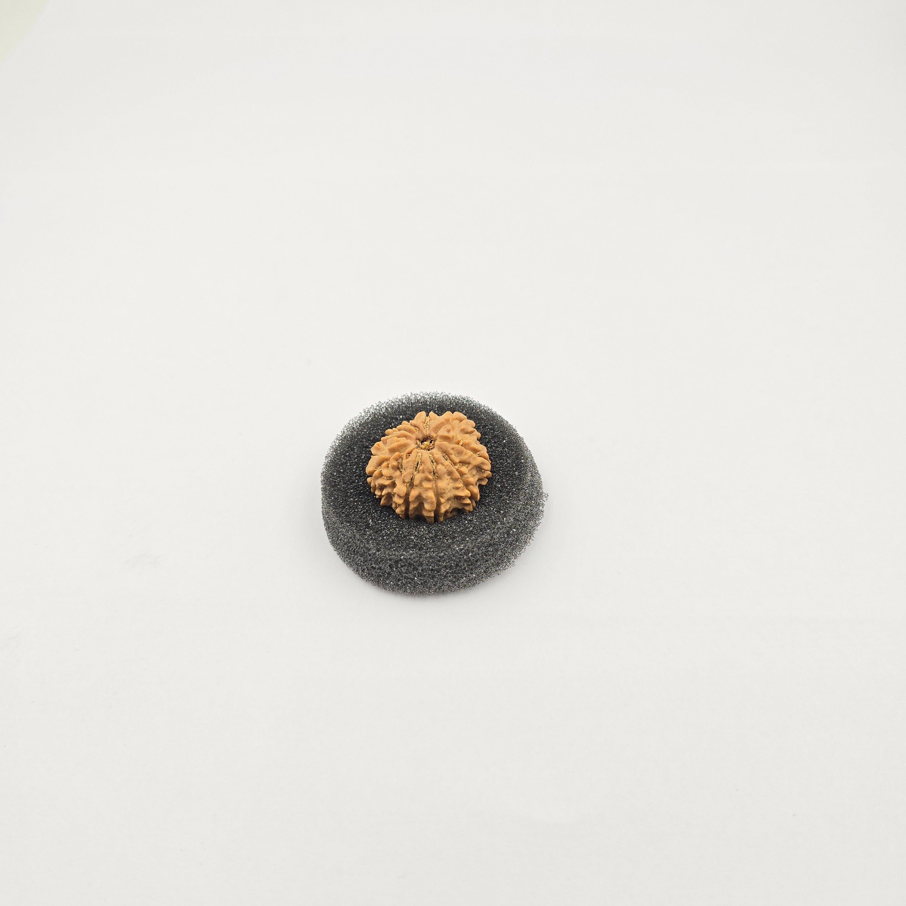 10-Mukhi