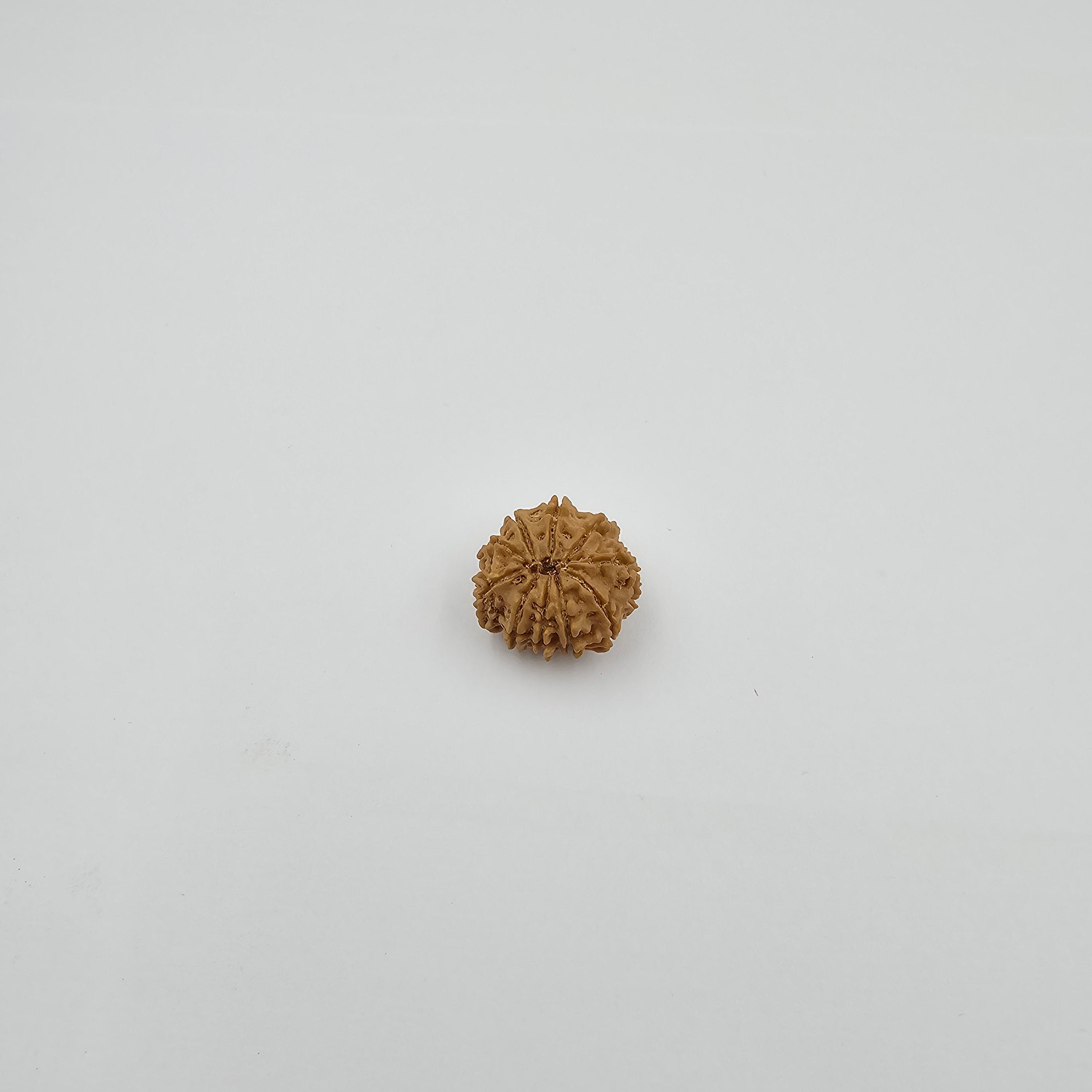 10-Mukhi