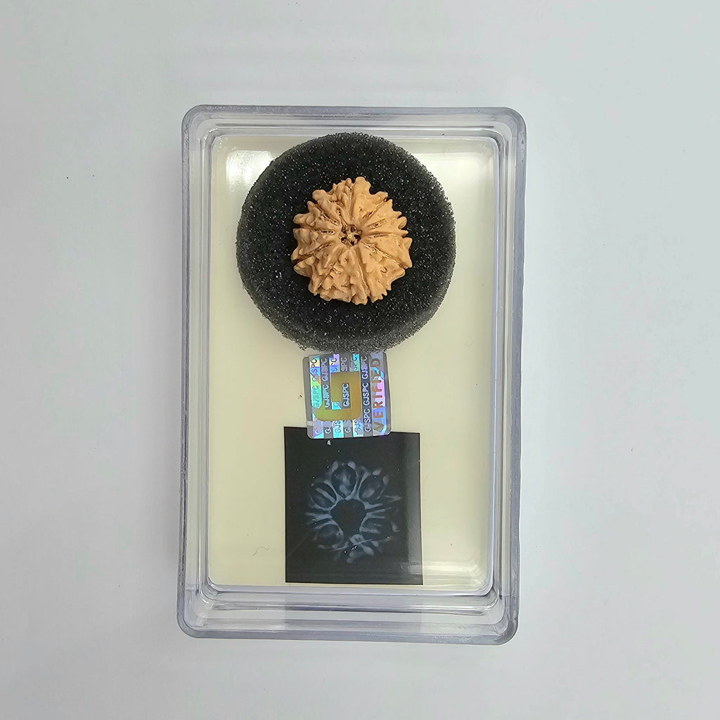 10-Mukhi