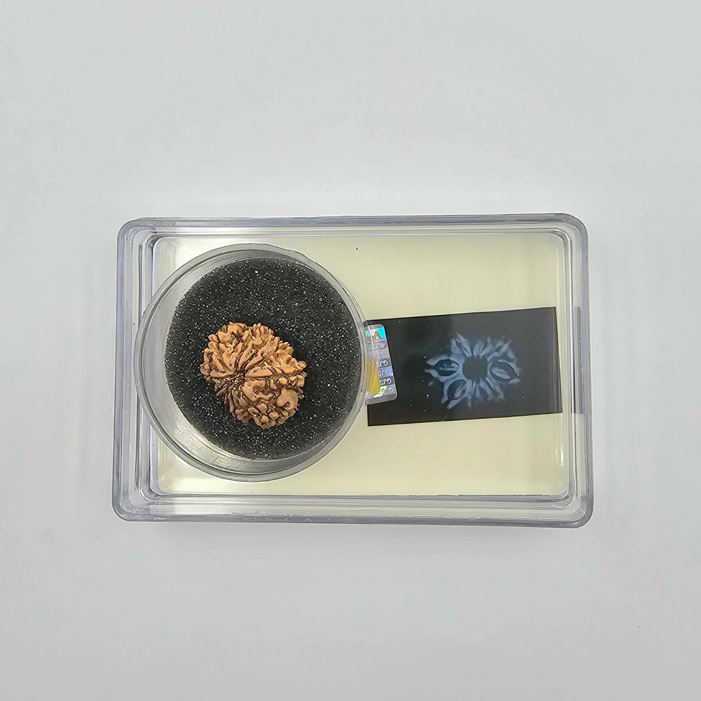 10-Mukhi