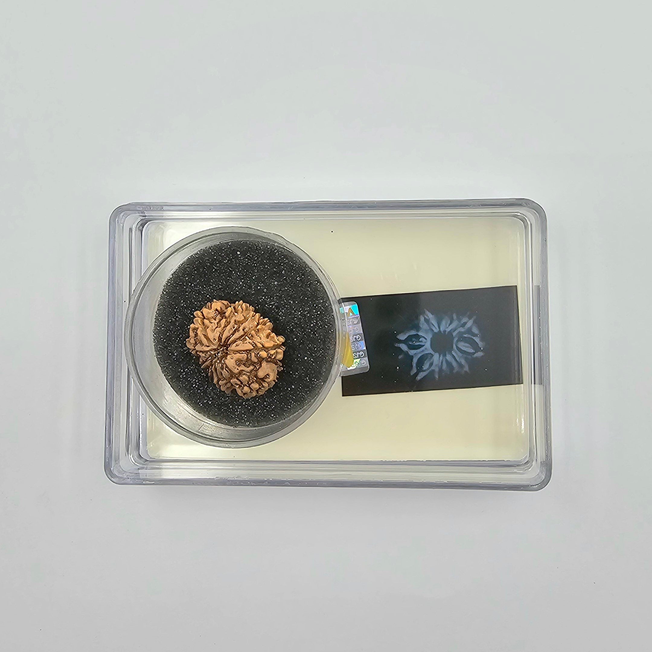 10-Mukhi