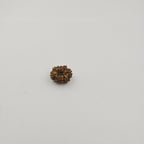 10-Mukhi
