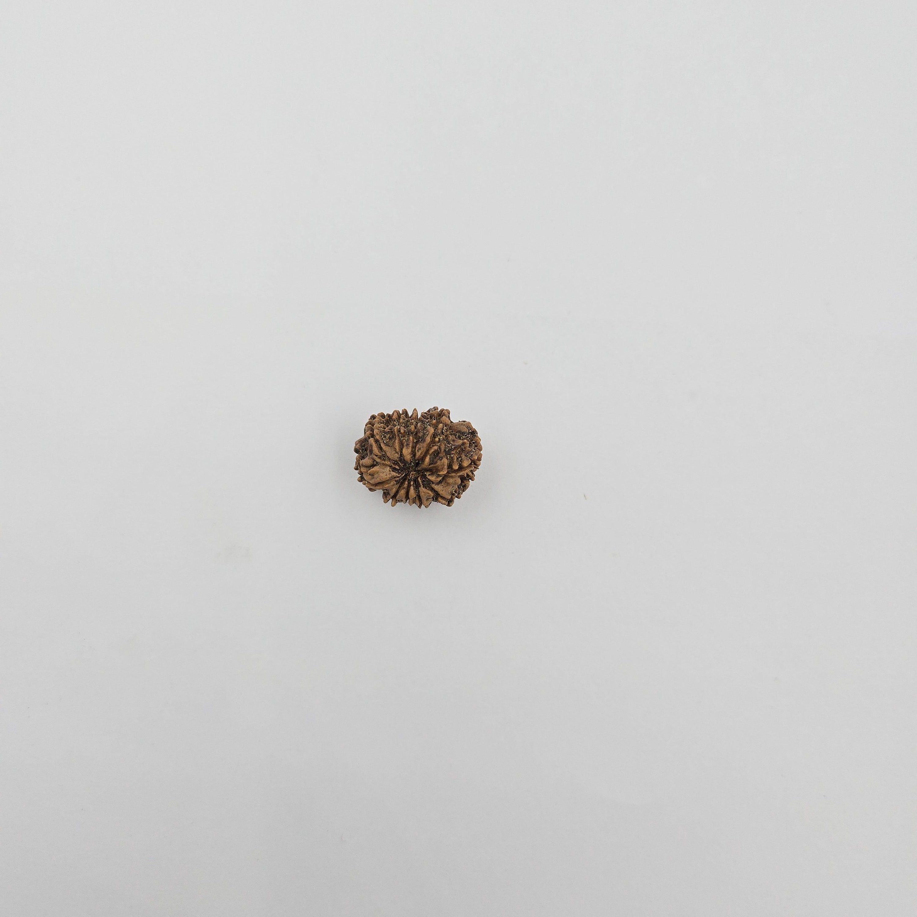 10-Mukhi