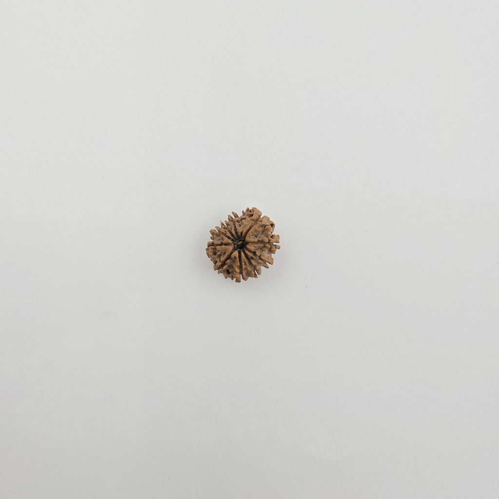 10-Mukhi