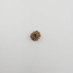 10-Mukhi