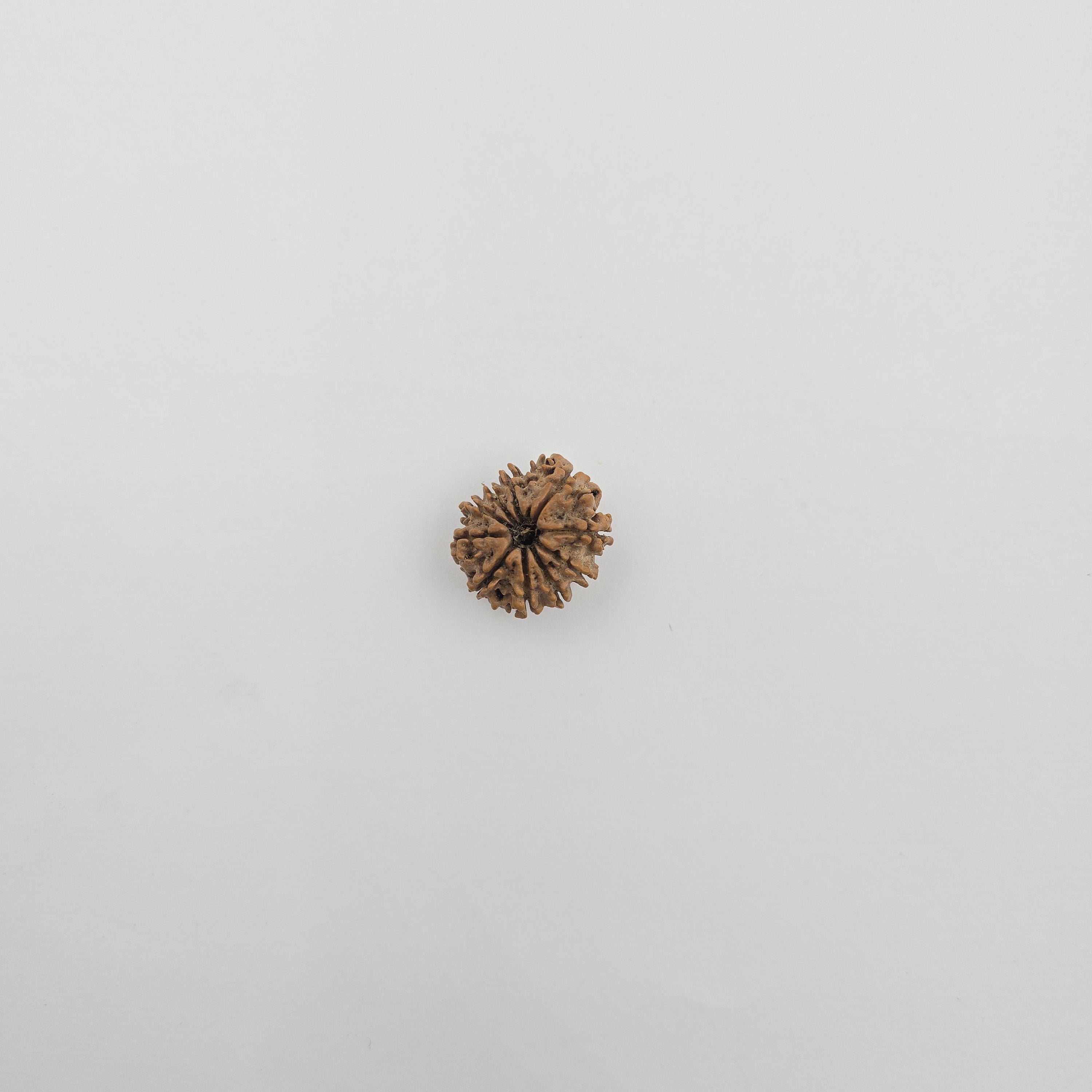 10-Mukhi