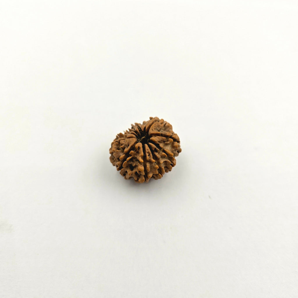 10-Mukhi