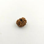 10-Mukhi