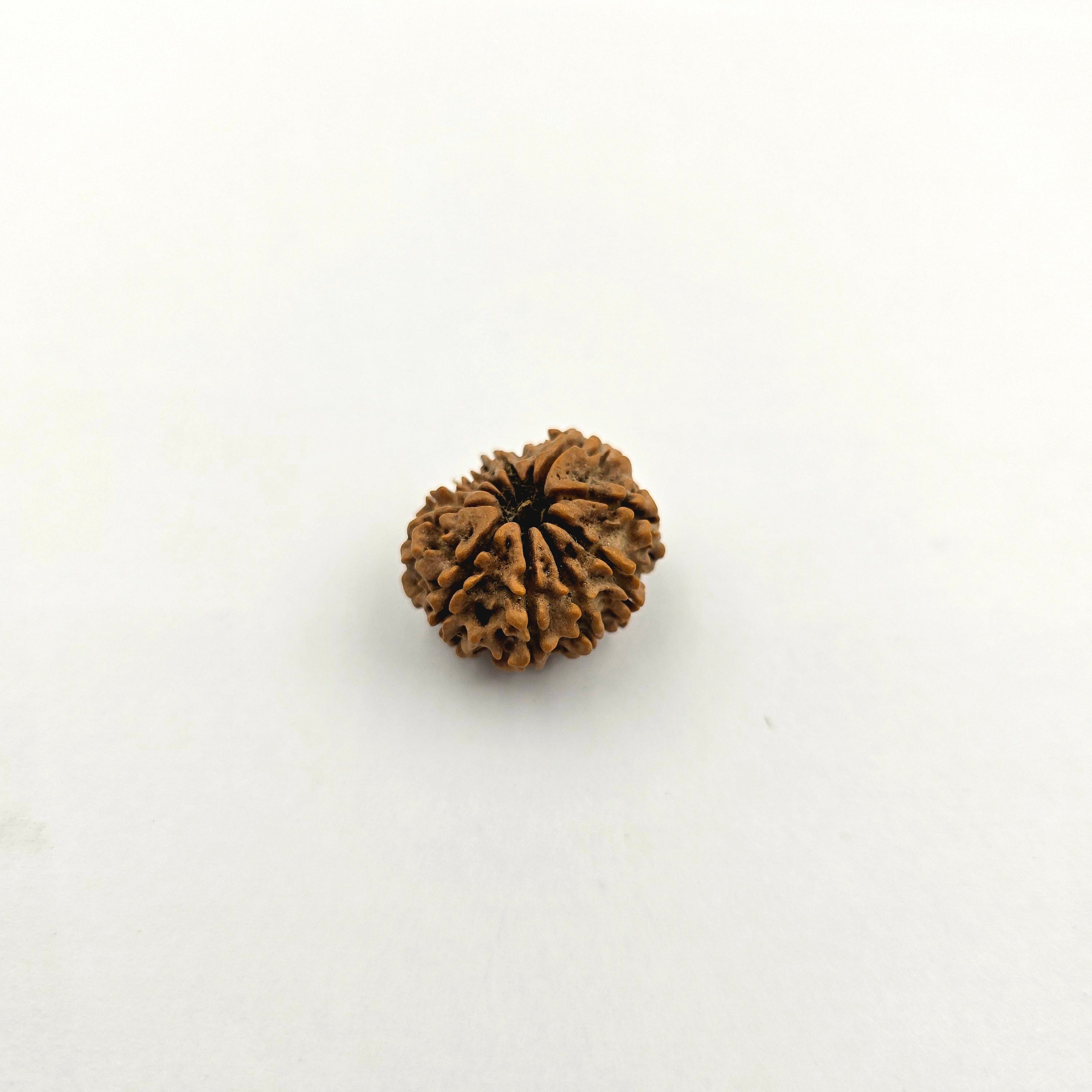 10-Mukhi