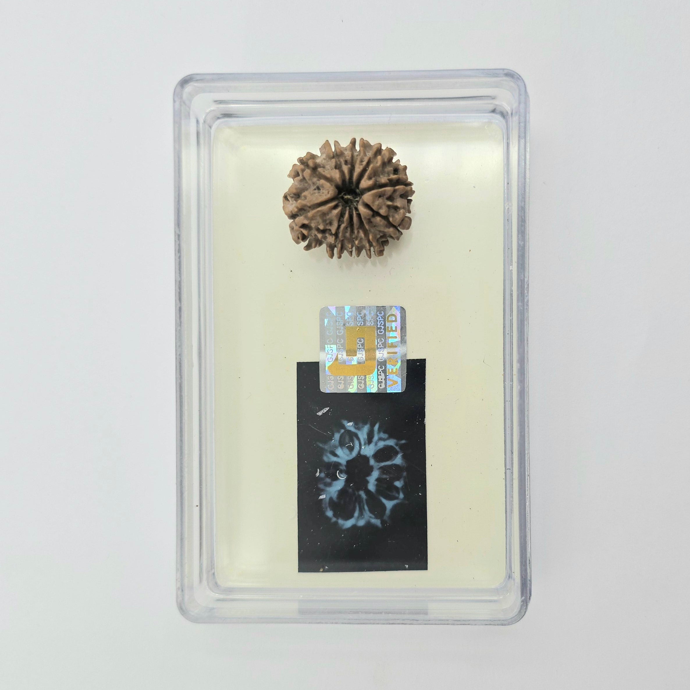 10-Mukhi