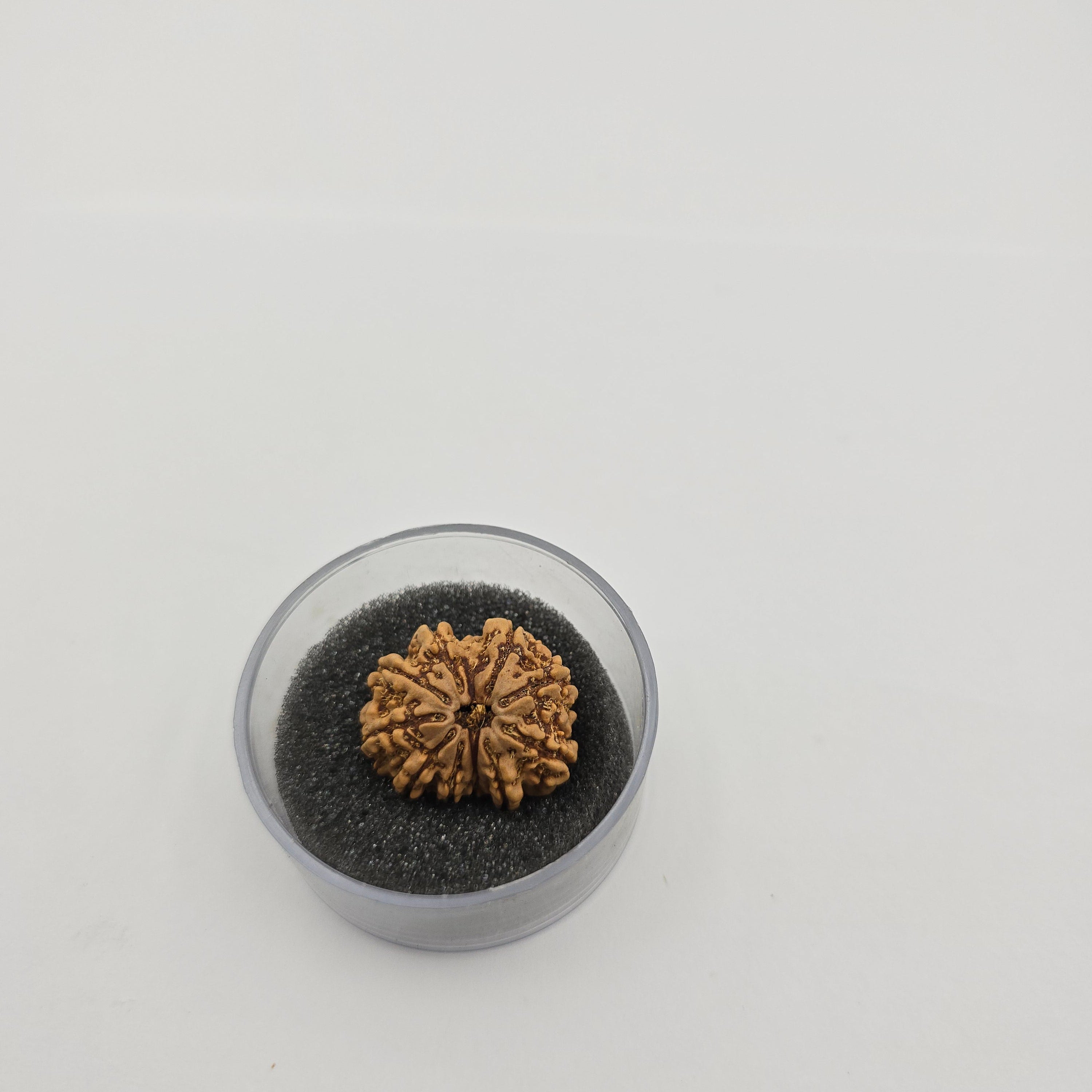 10-Mukhi
