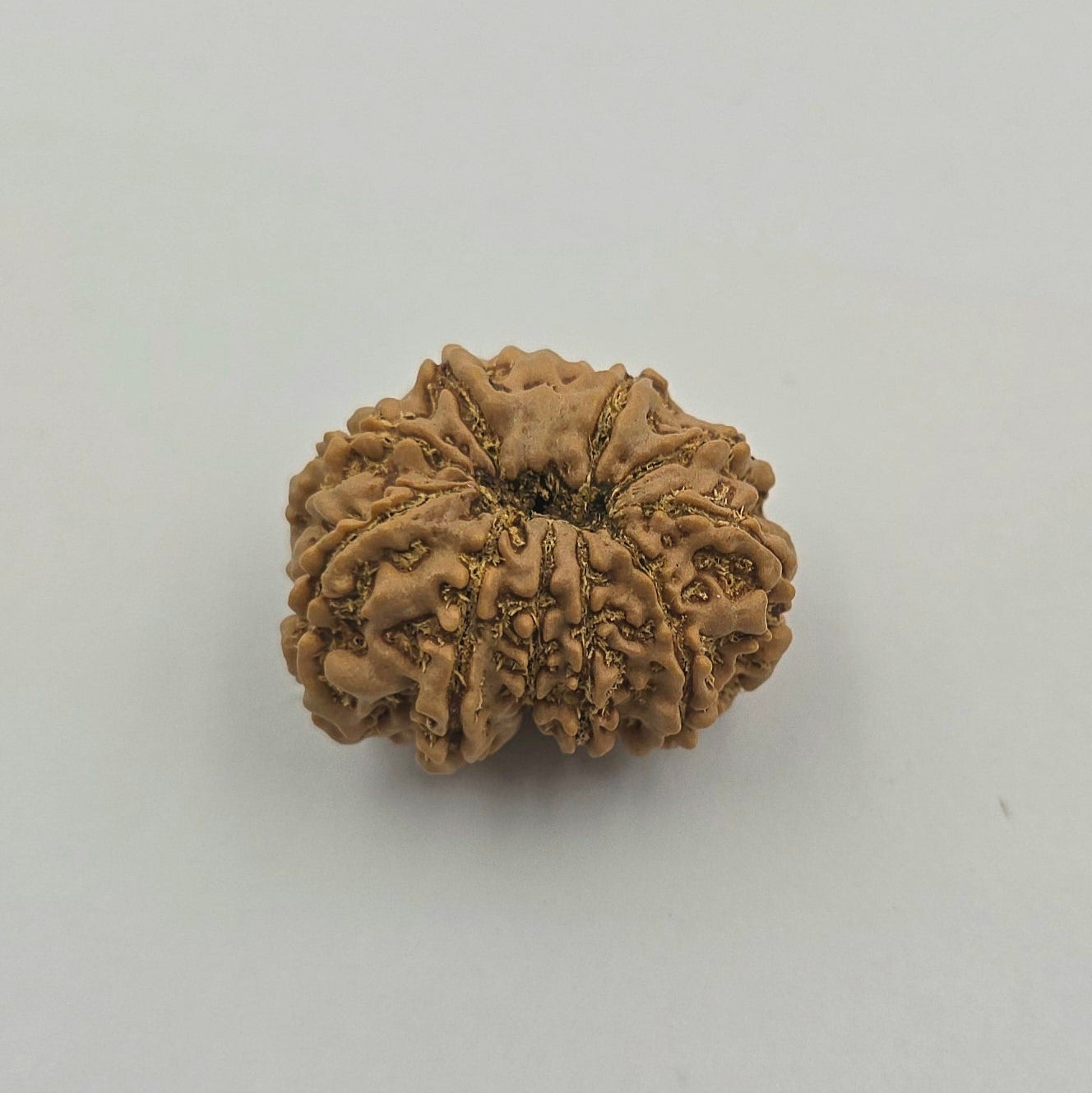 10-Mukhi