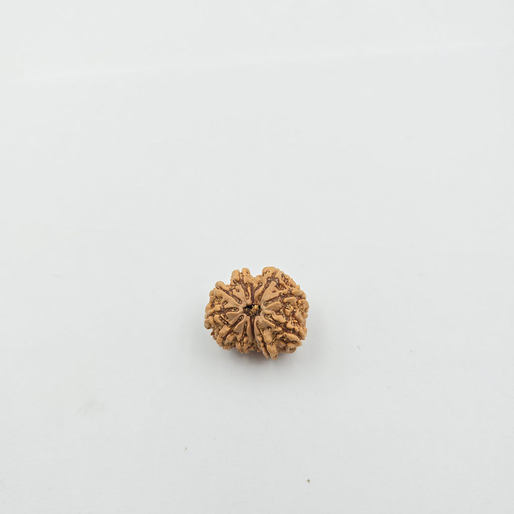10-Mukhi
