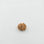 10-Mukhi