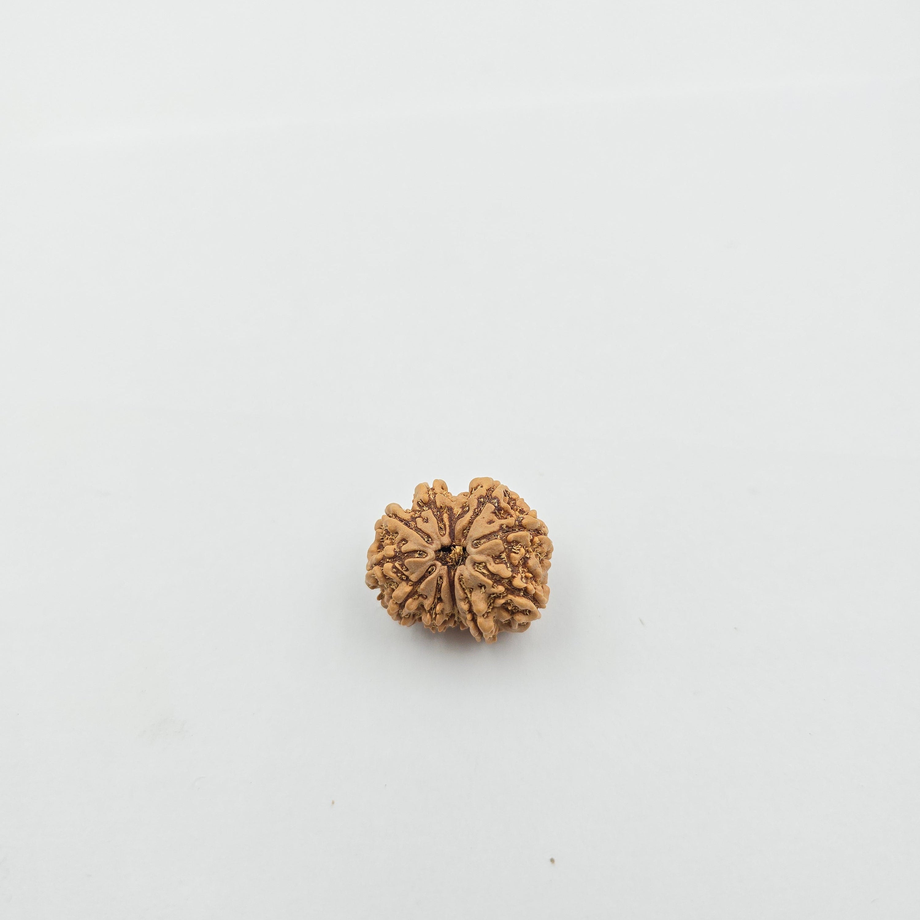 10-Mukhi