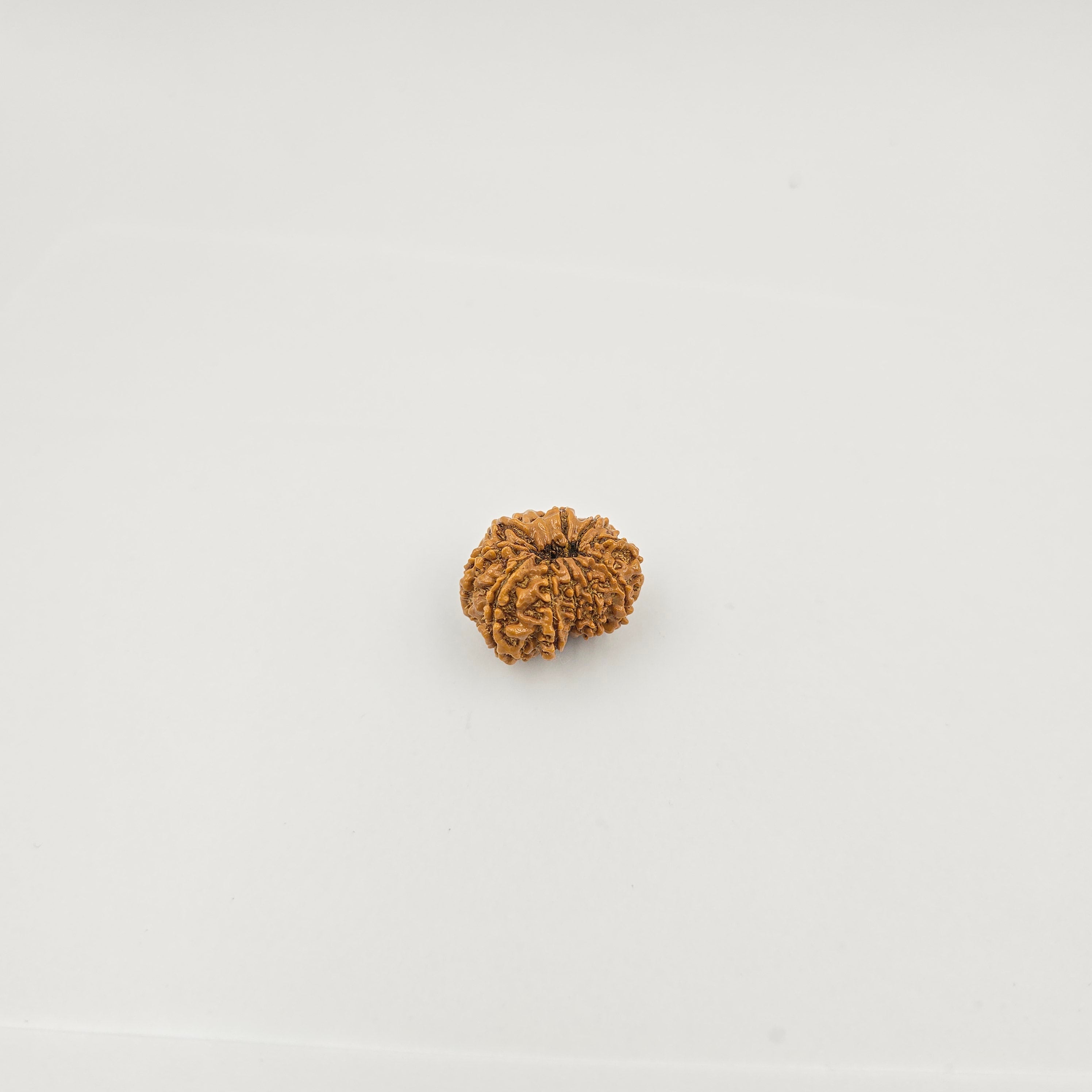10-Mukhi