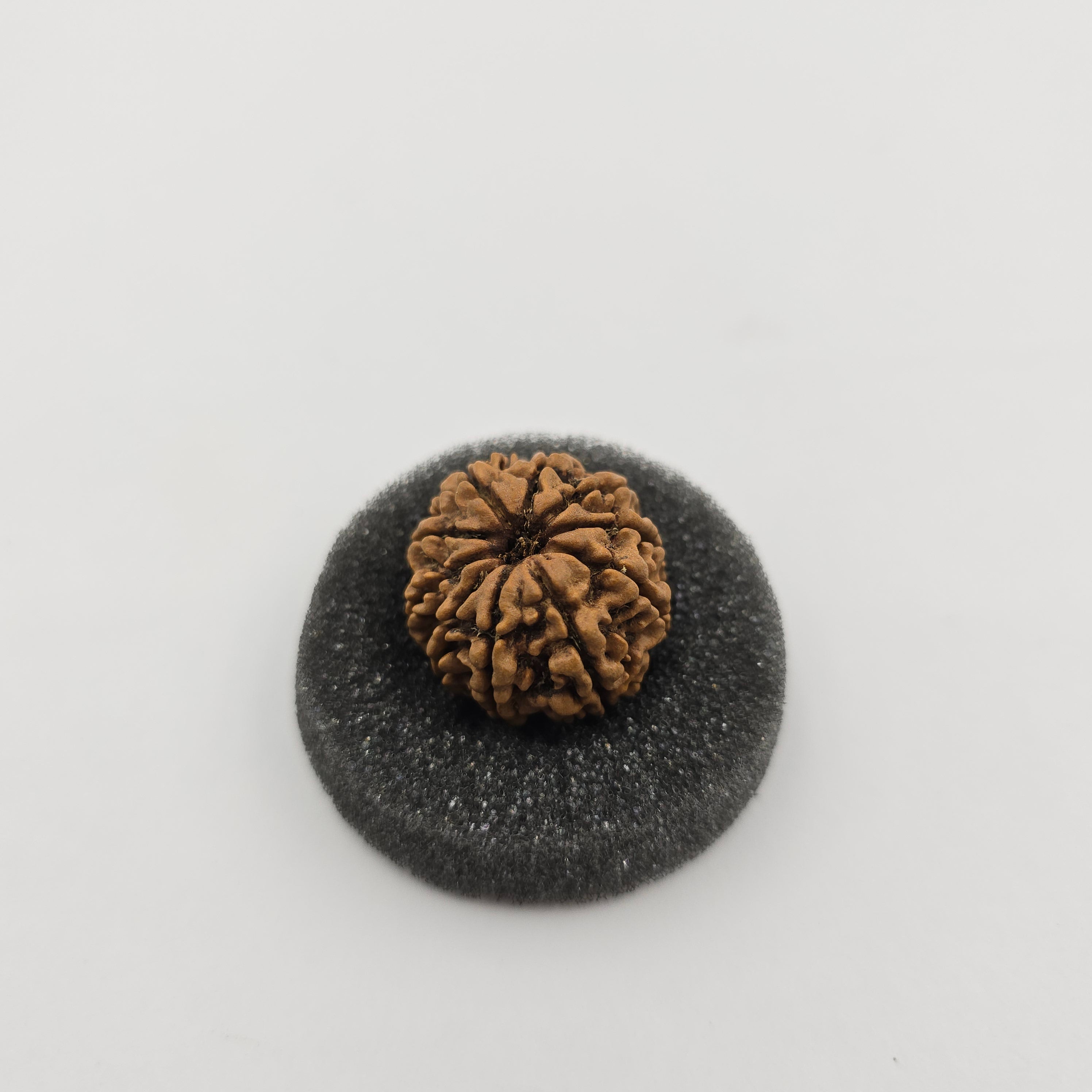 10-Mukhi