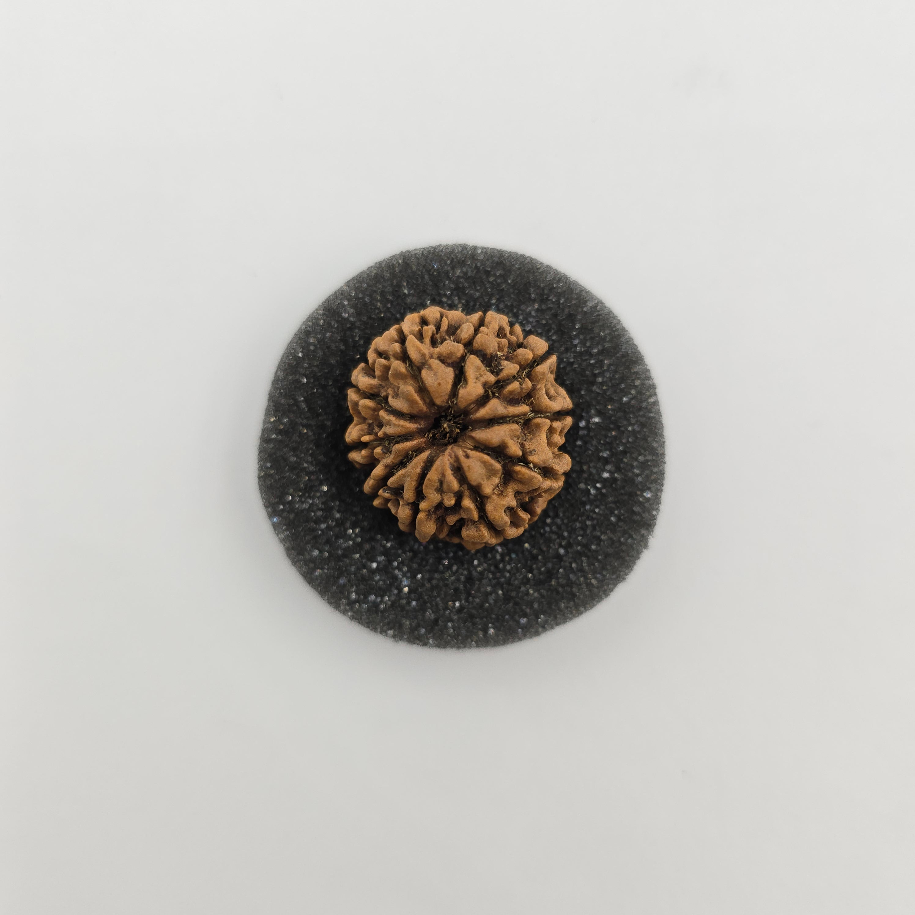 10-Mukhi