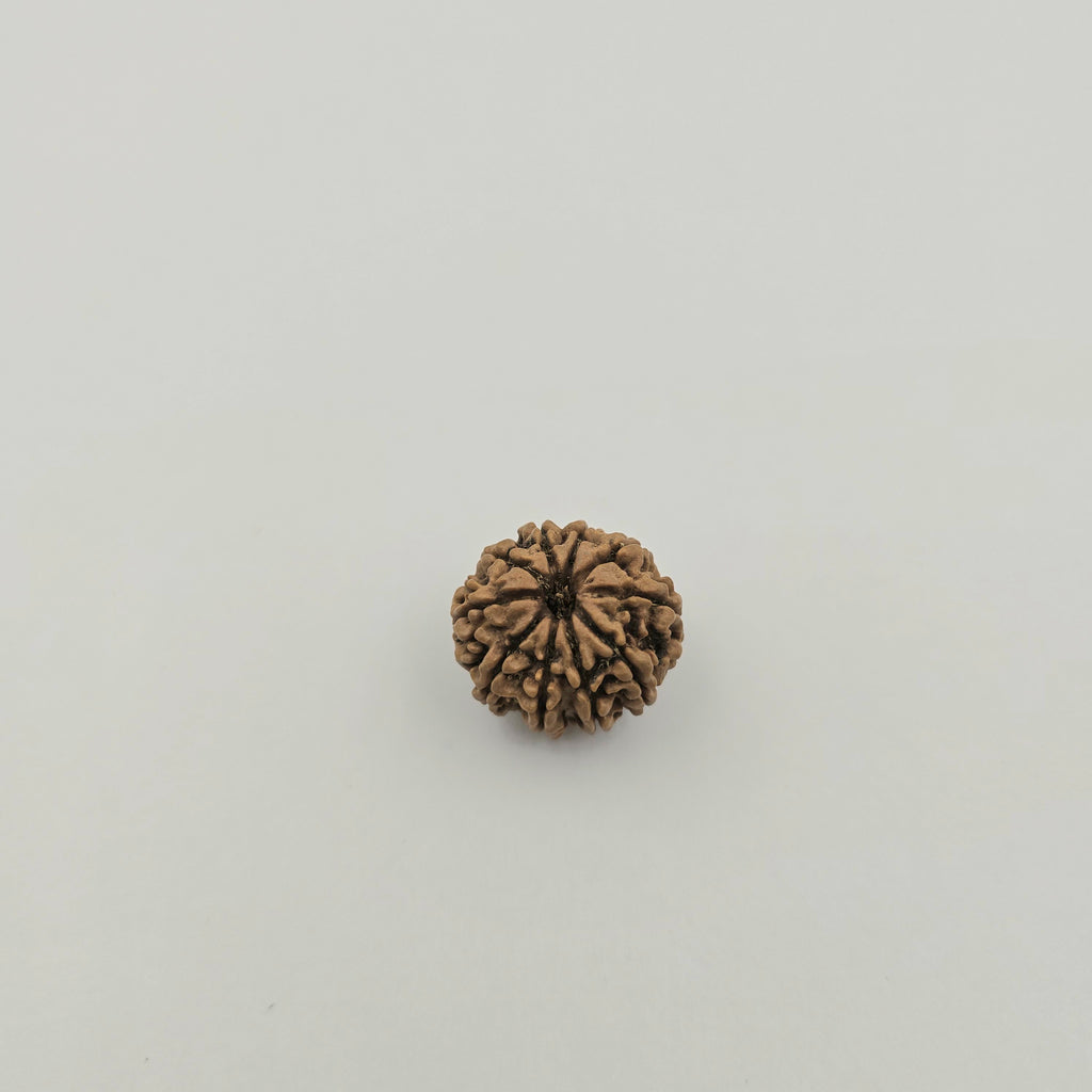 10-Mukhi